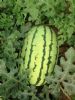 求购西农8号类型和金城5号系列西瓜种子