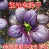 紫油菜种子供应
