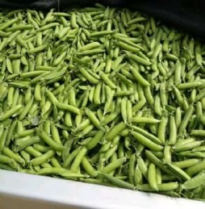 新鲜青豌豆正大量上市